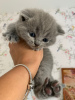 Photo №2 to announcement № 82113 for the sale of scottish fold - buy in Germany private announcement