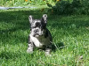 Photo №2 to announcement № 67918 for the sale of french bulldog - buy in Belarus private announcement, from nursery, breeder