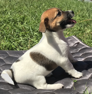 Additional photos: Jack Russell Terrier Girl Smooth