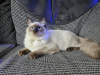 Photo №2 to announcement № 123670 for the sale of ragdoll - buy in Germany private announcement