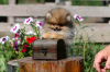 Photo №1. pomeranian - for sale in the city of Minsk | 832$ | Announcement № 23879