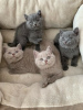 Photo №1. british shorthair - for sale in the city of Brussels | negotiated | Announcement № 78773
