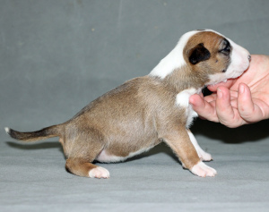 Photo №3. Standard Bull Terrier puppies. Russian Federation