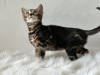 Photo №2 to announcement № 100957 for the sale of bengal cat - buy in France private announcement, from nursery, breeder
