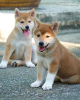 Photo №2 to announcement № 94778 for the sale of shiba inu - buy in United Kingdom 