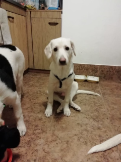 Additional photos: 6 months old puppy Funny active looking for owners