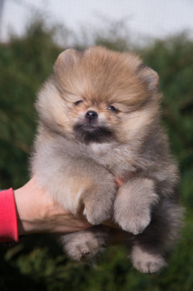 Photo №1. pomeranian - for sale in the city of Pskov | 742$ | Announcement № 6457