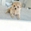 Photo №3. Male and Female Toy poodle for adoption.. Germany