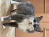 Additional photos: Tricolor cat Luna is looking for a family!