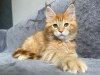 Photo №2 to announcement № 115133 for the sale of maine coon - buy in Germany private announcement