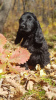 Photo №2 to announcement № 120748 for the sale of  - buy in Russian Federation breeder