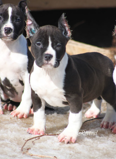 Photo №2 to announcement № 1624 for the sale of american staffordshire terrier - buy in Russian Federation from nursery
