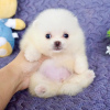 Photo №2 to announcement № 84238 for the sale of pomeranian - buy in Finland private announcement