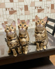 Photo №1. bengal cat - for sale in the city of Novosibirsk | 483$ | Announcement № 30207