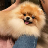 Photo №1. pomeranian - for sale in the city of Reykjavík | negotiated | Announcement № 77724