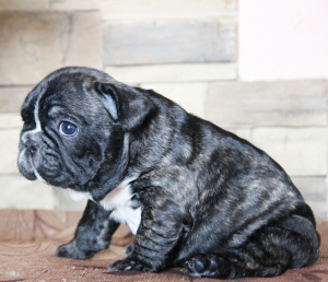 Additional photos: I offer puppies french bulldog