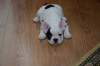 Photo №1. french bulldog - for sale in the city of Nuremberg | 380$ | Announcement № 120661