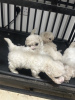 Additional photos: Kc Registered Bichon Frise Pups