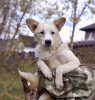 Photo №1. non-pedigree dogs - for sale in the city of Москва | Is free | Announcement № 124467