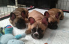 Photo №2 to announcement № 79657 for the sale of french bulldog - buy in Netherlands private announcement, from nursery