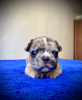 Photo №1. french bulldog - for sale in the city of Almaty | negotiated | Announcement № 11047