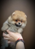 Photo №2 to announcement № 119142 for the sale of pomeranian - buy in Belarus breeder