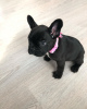 Photo №1. french bulldog - for sale in the city of Nuremberg | 350$ | Announcement № 117657