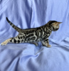 Photo №2 to announcement № 106924 for the sale of bengal cat - buy in Moldova from nursery, breeder