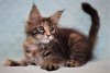 Photo №4. I will sell maine coon in the city of Volgograd. from nursery, breeder - price - negotiated