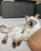 Additional photos: Ragdoll