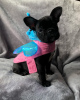 Photo №2 to announcement № 119336 for the sale of french bulldog - buy in Germany private announcement