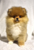 Photo №4. I will sell pomeranian in the city of Zrenjanin. breeder - price - negotiated