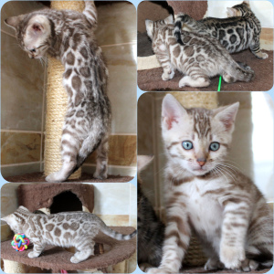 Photo №2 to announcement № 6150 for the sale of bengal cat - buy in Belarus private announcement