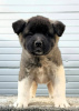 Additional photos: American Akita, puppies