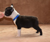 Photo №2 to announcement № 73359 for the sale of boston terrier - buy in Serbia breeder