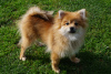Photo №2 to announcement № 56645 for the sale of pomeranian - buy in Russian Federation breeder