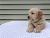 Photo №3. Adorable Golden Retriever Puppy. United States