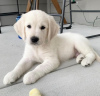 Photo №1. golden retriever - for sale in the city of Афины | negotiated | Announcement № 42036