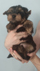 Photo №1. yorkshire terrier - for sale in the city of Анталья | 400$ | Announcement № 24039