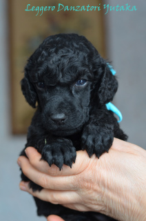 Photo №3. Great Black Poodle. Russian Federation