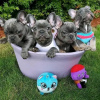 Photo №2 to announcement № 107788 for the sale of french bulldog - buy in Finland private announcement, breeder