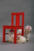 Photo №4. I will sell maltese dog in the city of Vilnius. private announcement - price - 370$