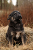 Photo №2 to announcement № 105981 for the sale of non-pedigree dogs - buy in Russian Federation private announcement