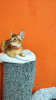 Photo №2 to announcement № 41873 for the sale of abyssinian cat - buy in Russian Federation from nursery, breeder