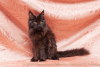 Photo №1. maine coon - for sale in the city of Ryazan | 240$ | Announcement № 7067