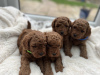 Photo №2 to announcement № 103507 for the sale of poodle (toy) - buy in Germany 