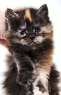 Photo №4. I will sell maine coon in the city of Arkhangelsk. from nursery - price - 311$