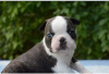 Additional photos: Beautiful Boston Terrier puppies