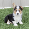 Photo №1. welsh corgi - for sale in the city of Paris | negotiated | Announcement № 76029