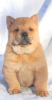 Photo №4. I will sell chow chow in the city of Невинномысск. private announcement - price - negotiated